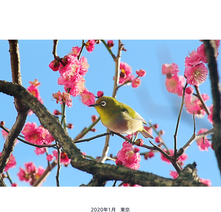 2020年1月 東京